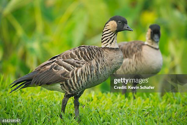 hawaiian geese or nene, endangered - hanalei national wildlife refuge stock pictures, royalty-free photos & images