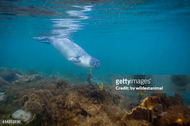 harbour seal underwater - foca común fotografías e imágenes de stock