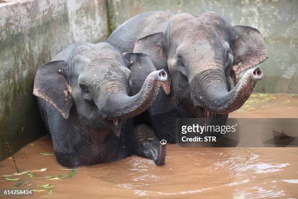 This picture taken on October 12, 2016 shows two elephants and a baby elephant trapped in the reservoir after having fallen inside when drinking...