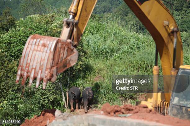 This picture taken on October 12, 2016 shows two elephants with a baby elephant heading into the forest after being freed from a reservoir where they...