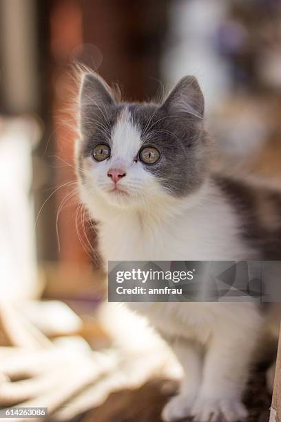 little cutie - annfrau stockfoto's en -beelden