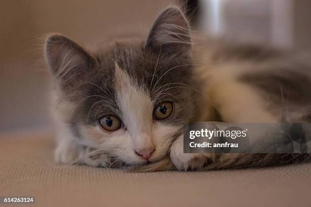 little cutie - annfrau stock pictures, royalty-free photos & images