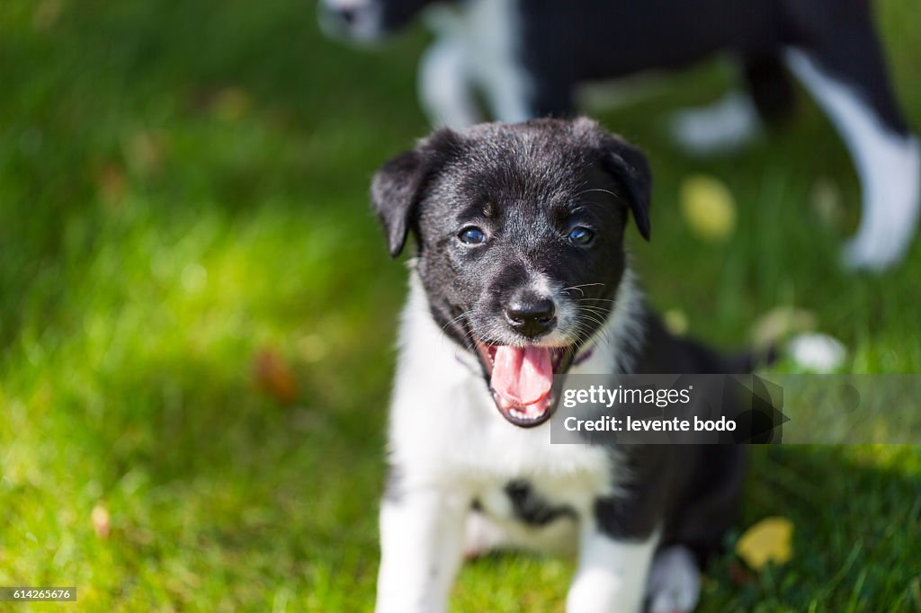 Cute Border collie puppy playing and training on natural background