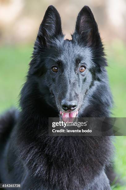 portrait of a purebred belgian sheepdog groenendael - male hair removal stockfoto's en -beelden