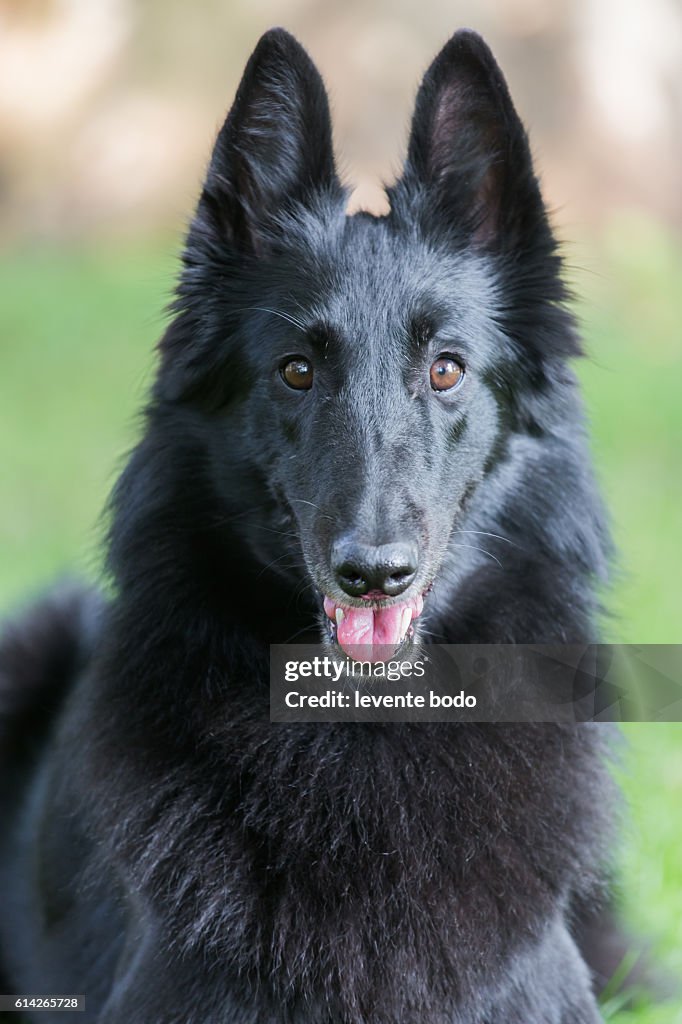 Portrait of a purebred belgian sheepdog groenendael