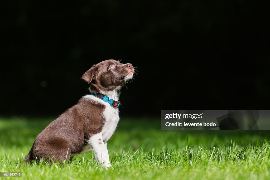 Cute Border collie puppy playing and training on natural background