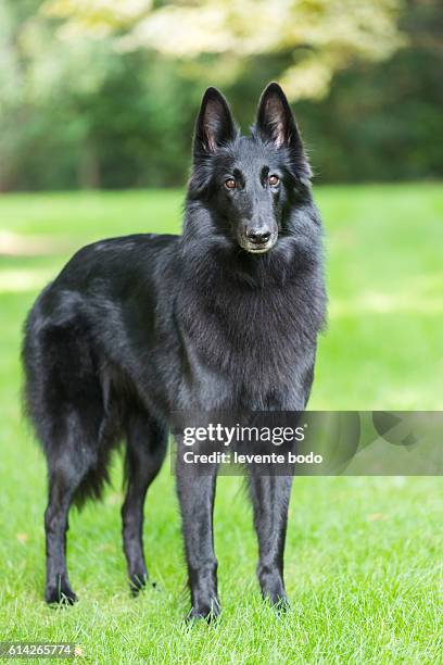 portrait of a purebred belgian sheepdog groenendael - male hair removal stockfoto's en -beelden