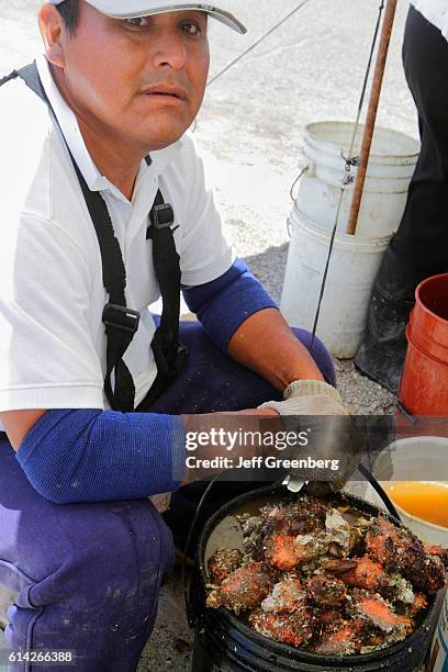 Fisherman harvesting Pyura chilensis, Arica, Chile.