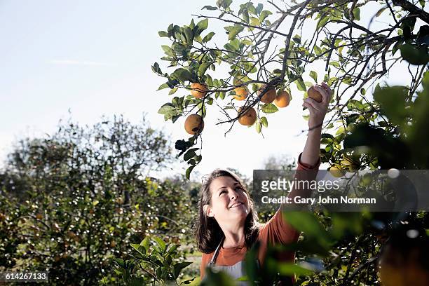 woman farmer picking fruit in orange orchard. - orange orchard fotografías e imágenes de stock