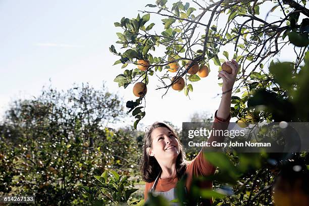 woman farmer picking fruit in orange orchard. - orange orchard stock pictures, royalty-free photos & images