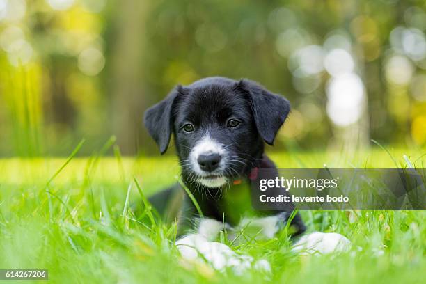 cute purebred border collie puppy playing and training outdoors in the nature on a sunny day. - border collie stock-fotos und bilder