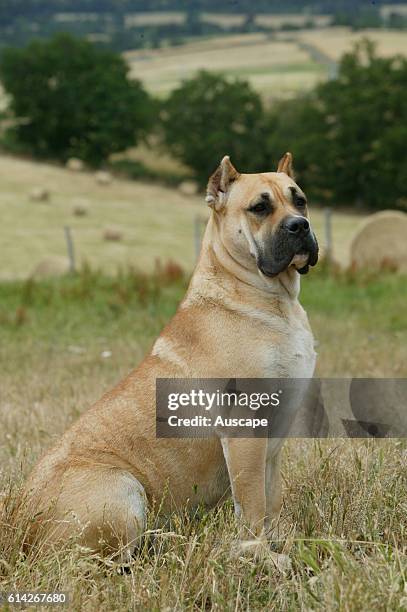 Dogo canario Sitting in field. This is a Spanish breed native to the islands of Tenerife and gran Canaria in the Canary Archipelago. The breed was...