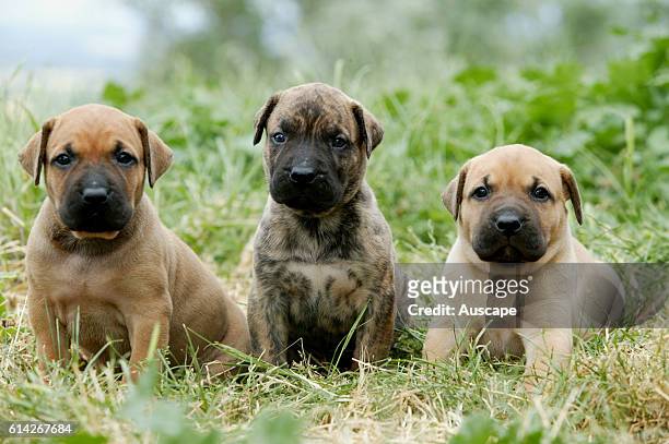 Dogo canario , breed originating in the Canary Islands as guard and cattle dog, a gentle giant, protective, alert, even-tempered three puppies in...