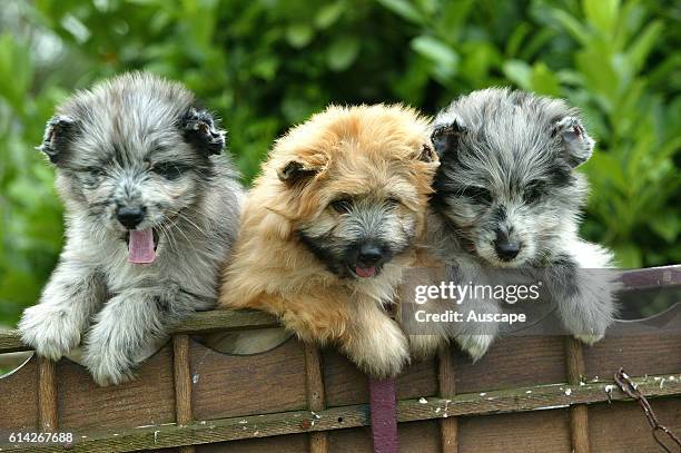 Pyranean shepherd dog / Petit berger Three puppies in a row outdoors.