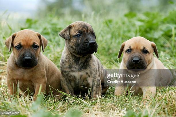 Dogo canario , breed originating in the Canary Islands as guard and cattle dog, a gentle giant, protective, alert, even-tempered puppies in grass.