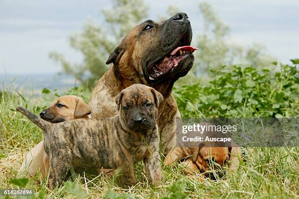 Dogo canario , breed originating in the Canary Islands as guard and cattle dog, a gentle giant, protective, alert, even-tempered adult with three...