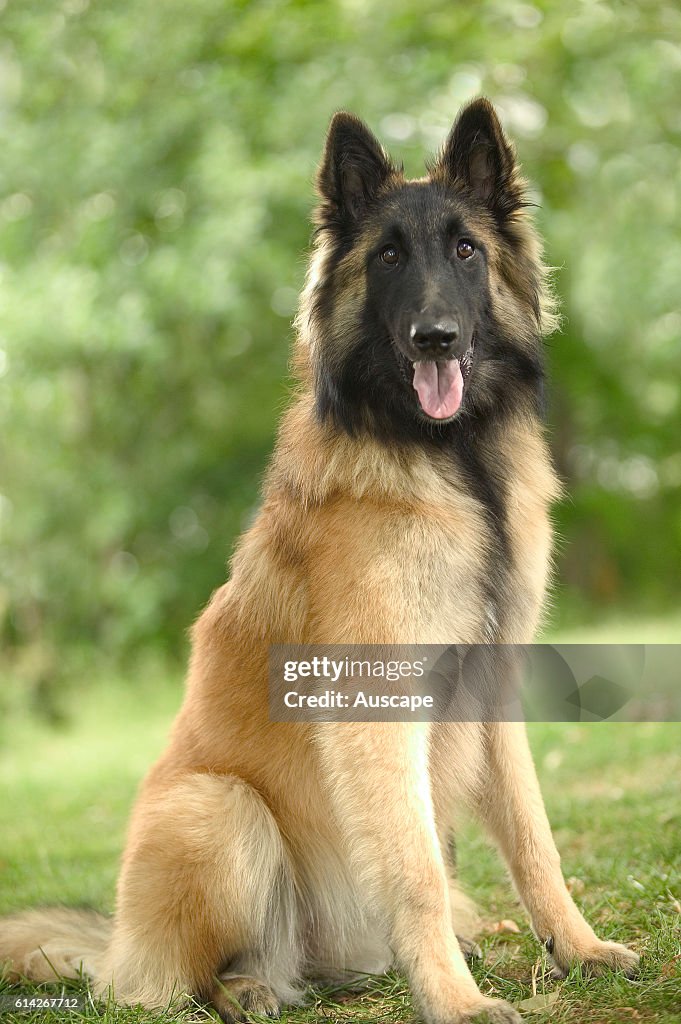 Belgian sheepdog (Tervuren) in the US called Belgian Tervuren Bred to grab livestock so can be quick to bite and bite is hard. Territorial robust high energy. Seated on lawn
