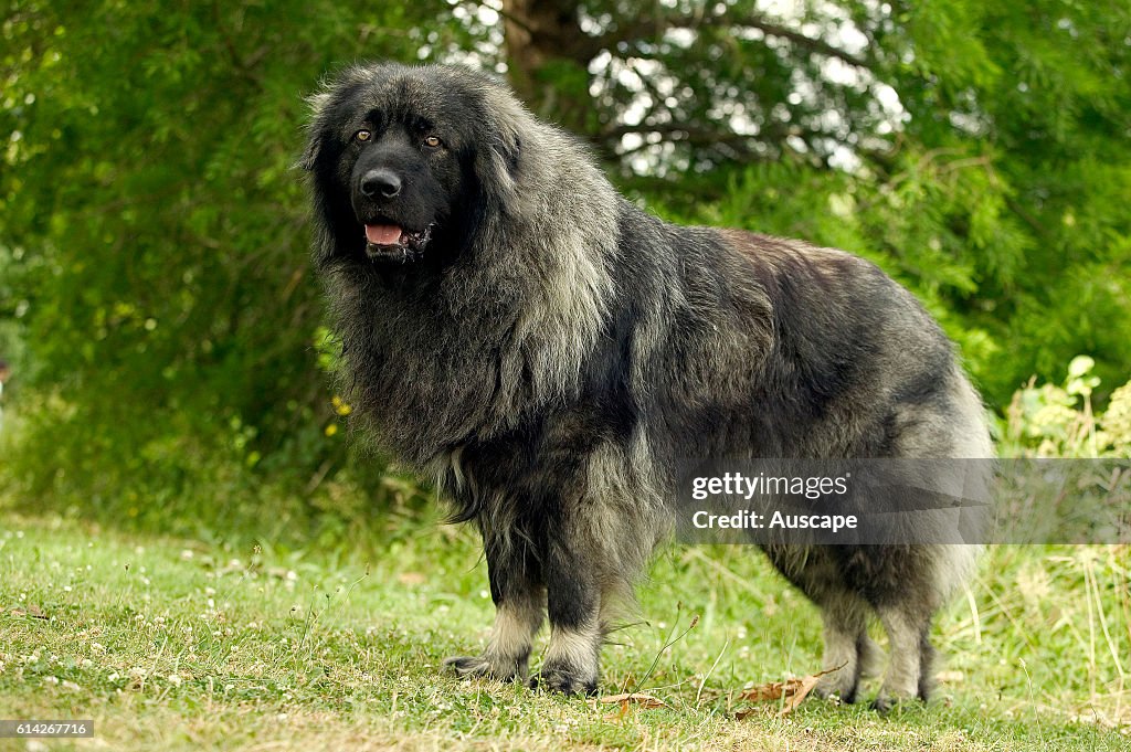 Illyrian sheepdog or Sarplaninac or Sar Planina (Canis familiaris) Breed developed to herd sheep in the region of Bosnia. Dense coat independent character