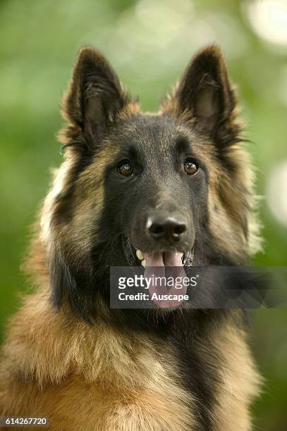 Belgian sheepdog , in the US called Belgian Tervuren Bred to grab livestock so can be quick to bite and bite is hard. Territorial, robust, high...