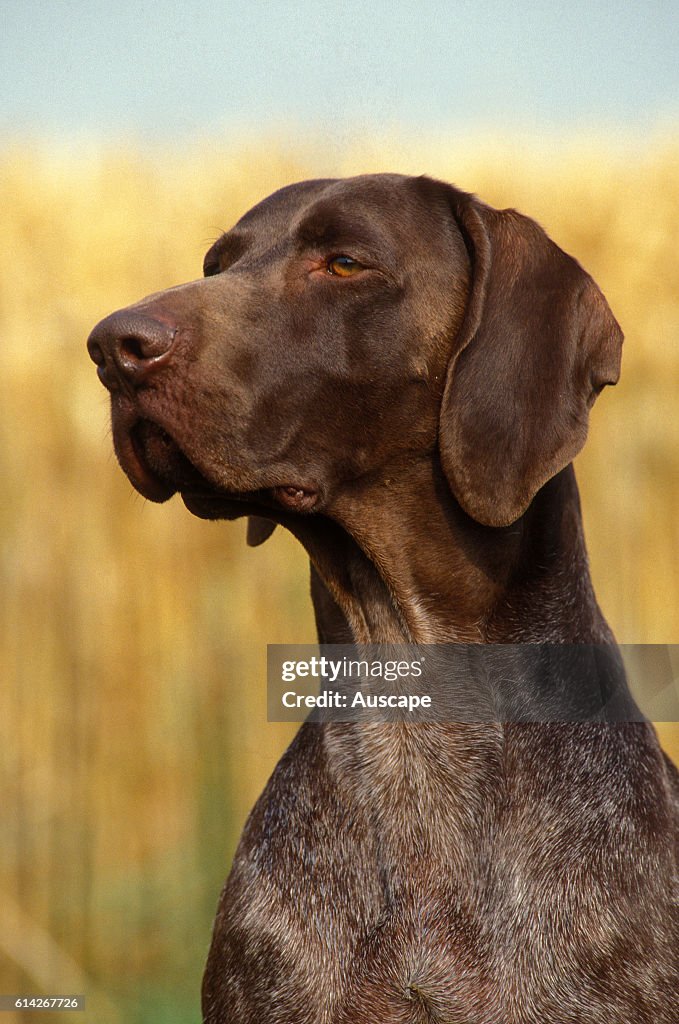 German shorthaired pointer (Canis familiaris) outdoor portrait of sitting dog