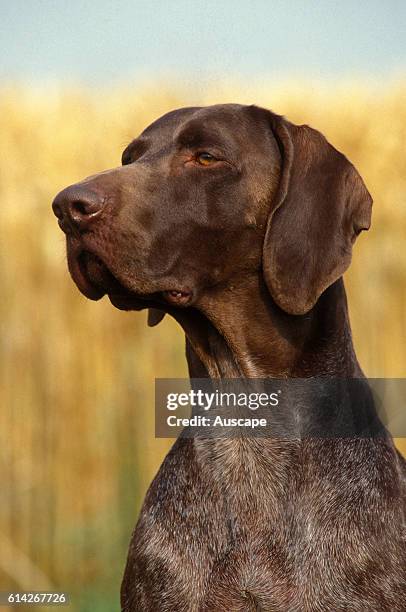 German shorthaired pointer outdoor portrait of sitting dog.