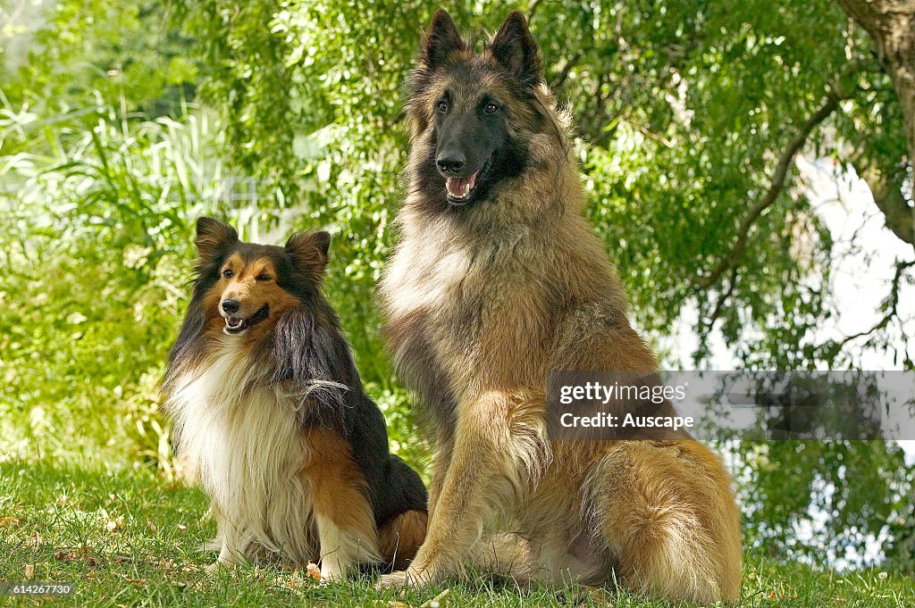 Malinois ancient breed of cattle and sheep herd dog also called Belgian Malinois and Chien de Berger Belge. Loyal and obedient (Canis familiaris) sitting beside Shetland sheepdog first bred in the north of Scotland but now popular around the world