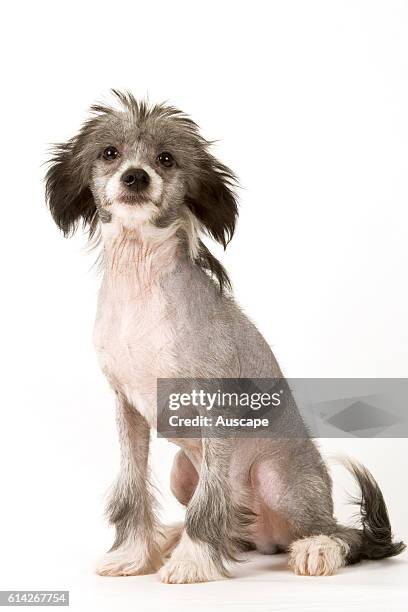 Chinese crested dog, hairless variety hair only on head, tail & feet, can come from same litter as powderpuff variety ; studio shot of puppy.