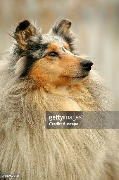 Rough or Scottish collie portrait, showing the abundant coat and fine head of the breed.