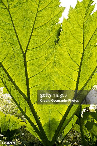 Underneath huge leaf of Giant Gunnera plant, Gunnera manicata, growing wild Trenoweth, near St Keverne, Cornwall, England, UK.
