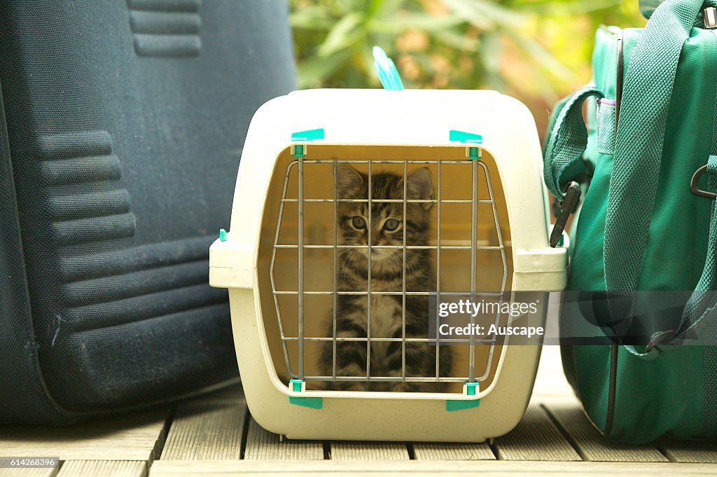 European brown tabby (Felis catus) kitten in travel container