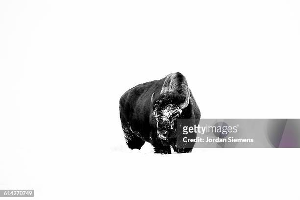 a buffalo in yellowstone. - bozeman stock pictures, royalty-free photos & images