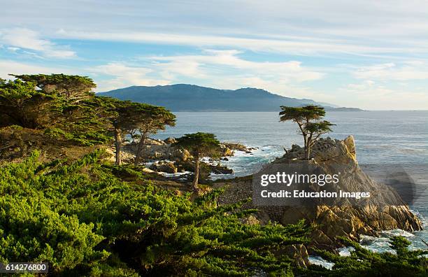 Pebble Beach California famous Lone Elm cypress tree and ocean on 17-mile drive one of the most photographed trees in North America.