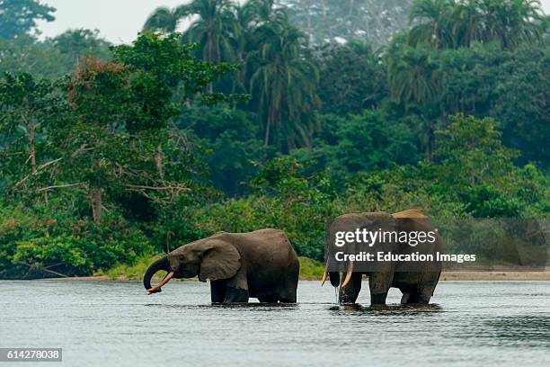 African forest elephant in Lekoli River, Odzala-Kokoua National Park, Cuvette-Ouest Region, Republic of the Congo.