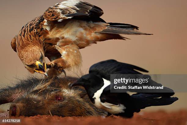 tawny eagle and pied crow - dead crow stock pictures, royalty-free photos & images