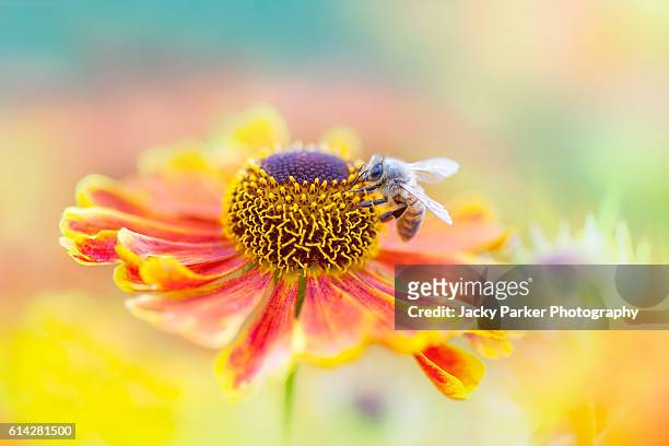 bee pollinating a helenium flower - おしべ ストックフォトと画像