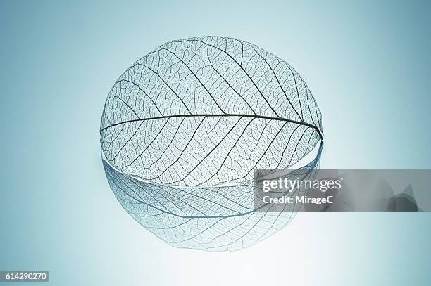 leaf skeleton with reflection round shape - leaf with veins stock-fotos und bilder