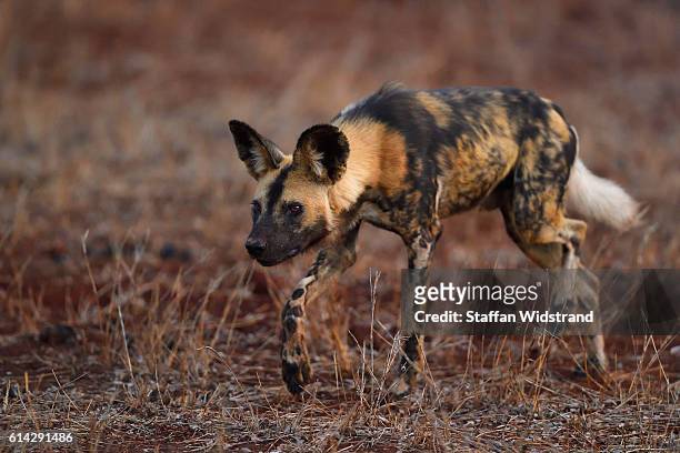 african hunting dog south africa - lycaon photos et images de collection