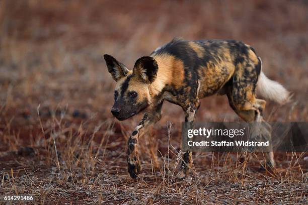 african hunting dog south africa - african wild dog stock pictures, royalty-free photos & images