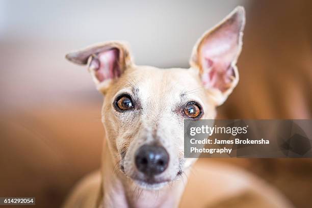 whippet dog - whippet fotografías e imágenes de stock