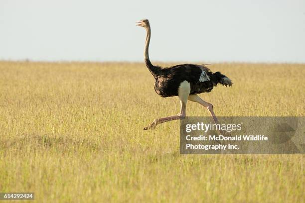 male masai ostrich running in grass in the masai mara game reserve - flightless bird stock-fotos und bilder