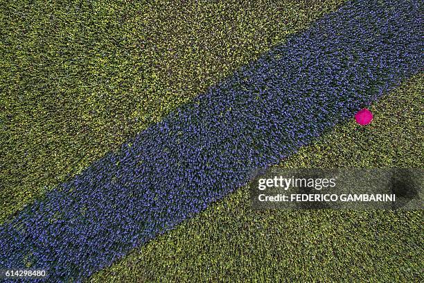 An aerial view shows a stroller walking with a pink umbrella in a field with blue and yellow plants in Cologne, western Germany, on October 13, 2016....