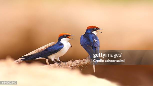wire tailed swallow - eutrichomyias rowleyi stock pictures, royalty-free photos & images
