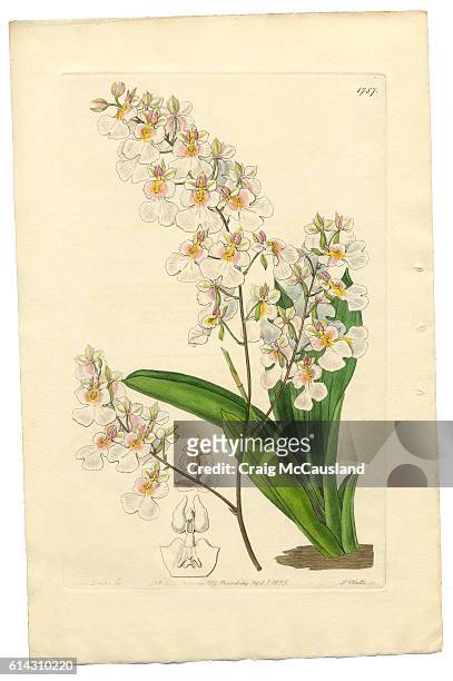 ilustraciones, imágenes clip art, dibujos animados e iconos de stock de gynandria monandria victorian botanical illustration, oncidium,oncidium pulchellum, 1835 - orquidea salvaje