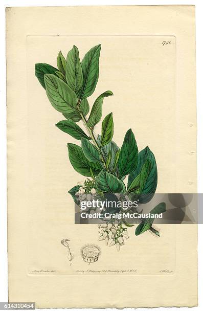 stockillustraties, clipart, cartoons en iconen met arctostaphylos tomentosa victorian botanical illustration, downy bearberry, bearberry, 1835 - perennial