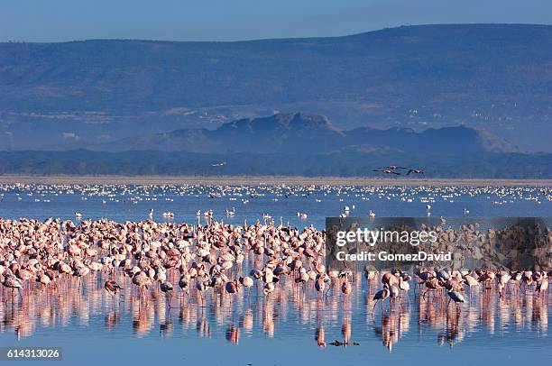 flock of wild lesser flamingos on lake nakuru - lake nakuru stock pictures, royalty-free photos & images