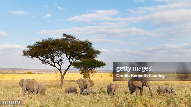 african elephant herd and acacia tree in tanzania - tarangire national park 個照片及圖片檔