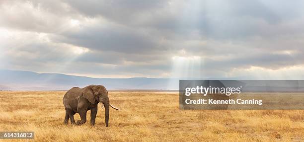 african elephant and the ngorongoro savanna in tanzania - african elephant stock pictures, royalty-free photos & images