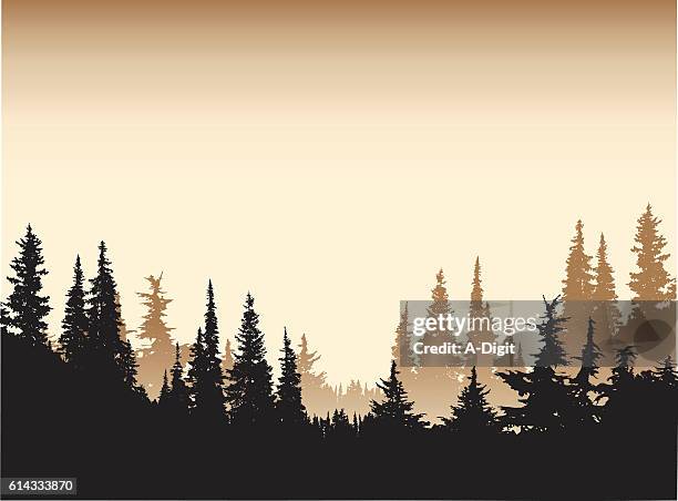 bildbanksillustrationer, clip art samt tecknat material och ikoner med sepia tone forest background - skog siluett