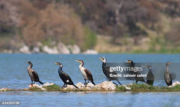 great cormorant - eutrichomyias rowleyi stock pictures, royalty-free photos & images