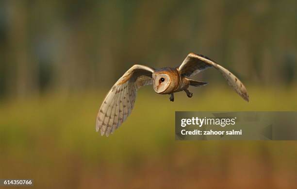 barn owl - eutrichomyias rowleyi stock pictures, royalty-free photos & images